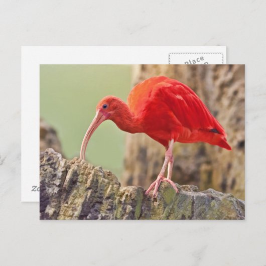 Scarlet Ibis Bird Briefkaart (Voorkant / Achterkant)