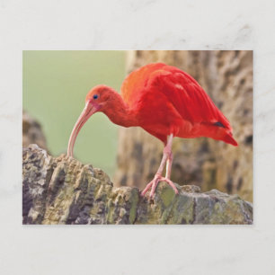 Scarlet Ibis Bird Briefkaart
