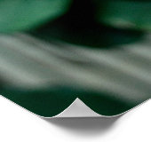 Scarlet Ibis Bird Photo Poster (Hoek)