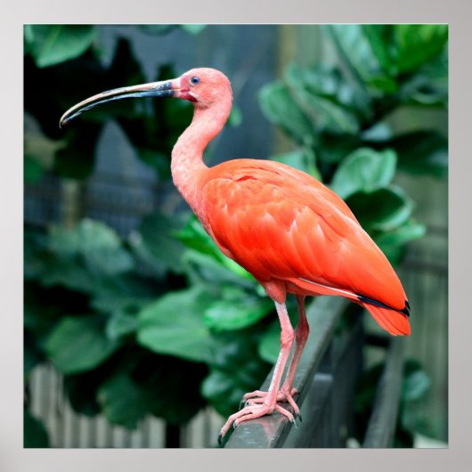 Scarlet Ibis Bird Photo Poster (Voorkant)