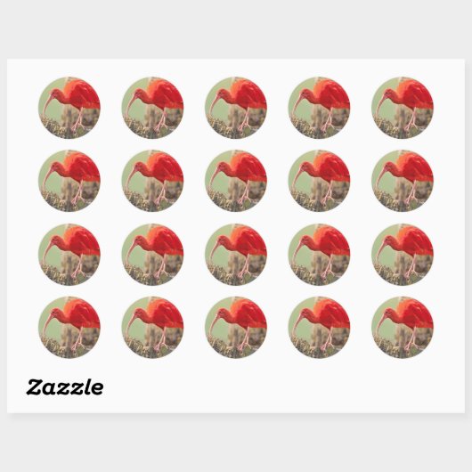 Scarlet Ibis Bird Sticker (Vel)
