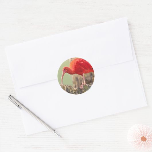 Scarlet Ibis Bird Sticker (Envelop)