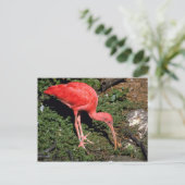 Scarlet ibis briefkaart (Staand voorkant)