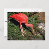 Scarlet ibis briefkaart (Voorkant / Achterkant)