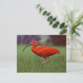 Scarlet ibis briefkaart (Staand voorkant)