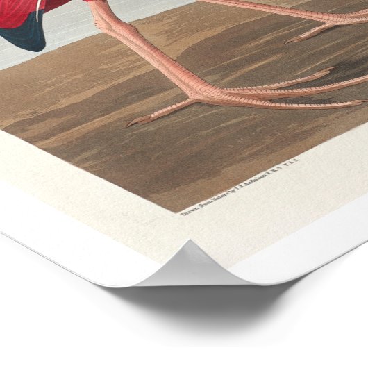 Scarlet Ibis door Audubon Poster (Hoek)