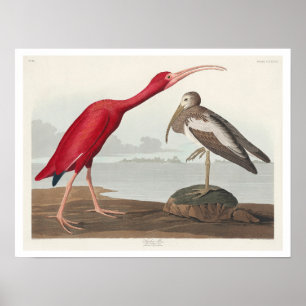 Scarlet Ibis door Audubon Poster