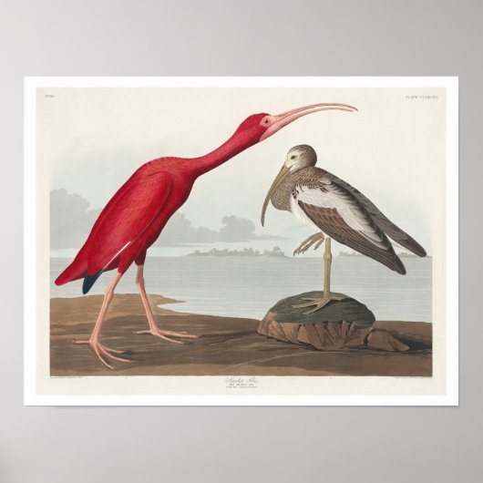 Scarlet Ibis door Audubon Poster (Voorkant)