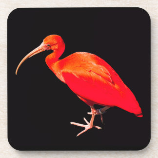 Scarlet Ibis Drankjes Onderzetter