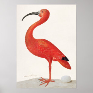  Scarlet Ibis Illustratie Poster