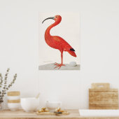 Scarlet Ibis Illustratie Poster (Keuken)