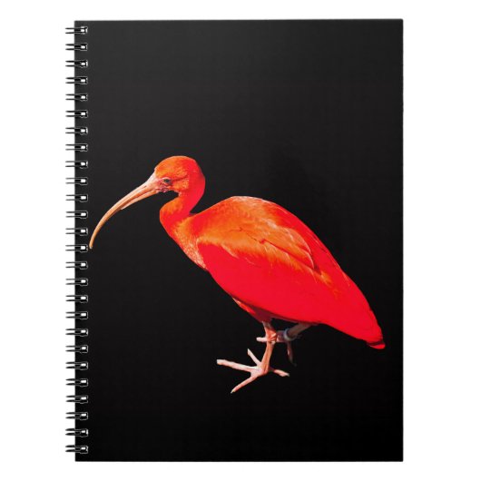 Scarlet Ibis Notitieboek (Voorkant)