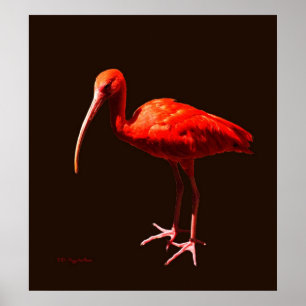 Scarlet Ibis op zwart Poster