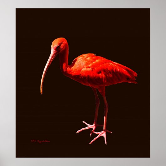 Scarlet Ibis op zwart Poster (Voorkant)