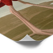 Scarlet Ibis Poster (Hoek)