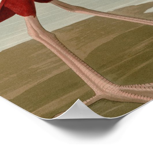 Scarlet Ibis Poster (Hoek)