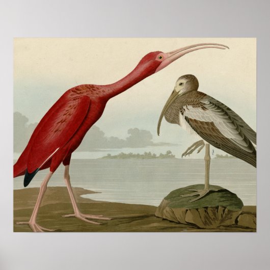Scarlet Ibis Poster (Voorkant)