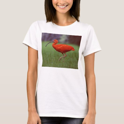 Scarlet ibis t-shirt (Voorkant)