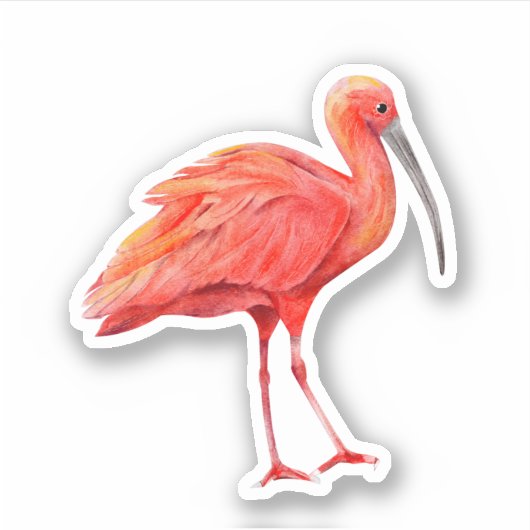 Scarlet Ibis Tropische Natuur Wildleven Sticker (Voorkant)