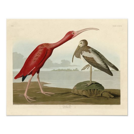 Scarlet Ibis - uit Audubon's Birds of America Pho Foto Afdruk (Voorkant)