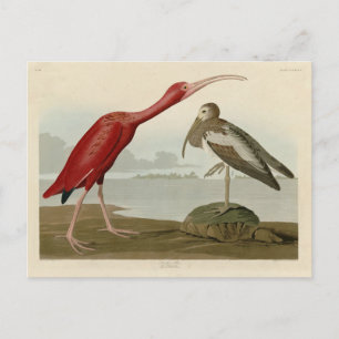 Scarlet Ibis - van de Amerikaanse vogels van Audub Briefkaart