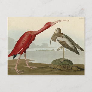 Scarlet Ibis - van de Amerikaanse vogels van Audub Briefkaart