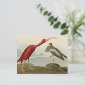Scarlet Ibis - van de Amerikaanse vogels van Audub Briefkaart (Staand voorkant)