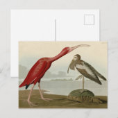 Scarlet Ibis - van de Amerikaanse vogels van Audub Briefkaart (Voorkant / Achterkant)
