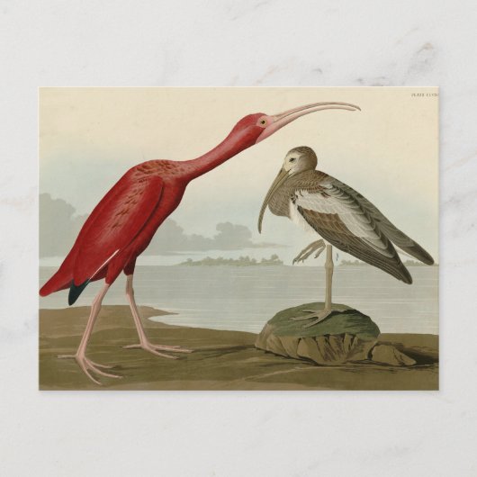 Scarlet Ibis - van de Amerikaanse vogels van Audub Briefkaart (Voorkant)
