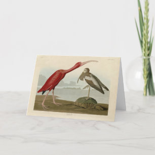 Scarlet Ibis - van de Amerikaanse vogels van Audub Kaart