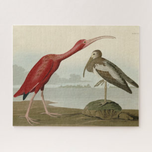 Scarlet Ibis - van de Amerikaanse vogels van Audub Legpuzzel