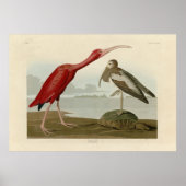 Scarlet Ibis - van de Amerikaanse vogels van Audub Poster (Voorkant)
