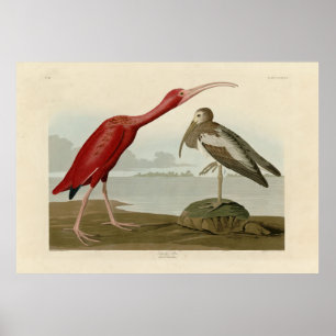 Scarlet Ibis - van de Amerikaanse vogels van Audub Poster
