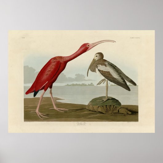 Scarlet Ibis - van de Amerikaanse vogels van Audub Poster (Voorkant)