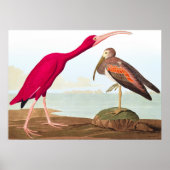 Scarlet ibis van John James Audubon Poster (Voorkant)
