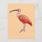 Scarlet Ibis Vogel Briefkaart (Voorkant)