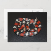 Scarlet King Snake Briefkaart (Voorkant / Achterkant)