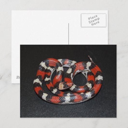 Scarlet King Snake Briefkaart (Voorkant / Achterkant)