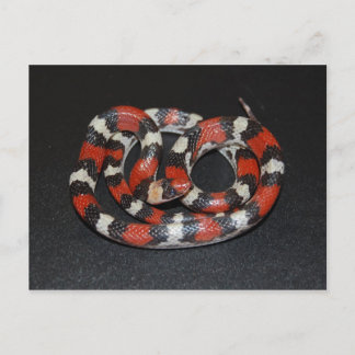 Scarlet King Snake Briefkaart