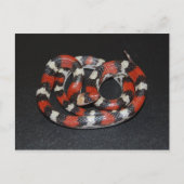 Scarlet King Snake Briefkaart (Voorkant)