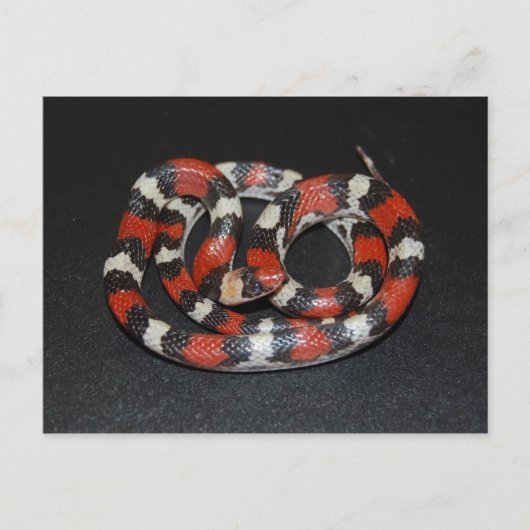 Scarlet King Snake Briefkaart (Voorkant)