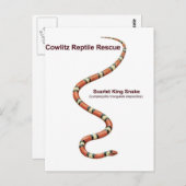 Scarlet King Snake Briefkaart (Voorkant / Achterkant)