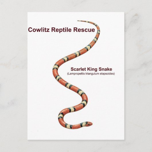 Scarlet King Snake Briefkaart (Voorkant)