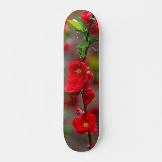 Scarlet Line Skateboard (Voorkant)