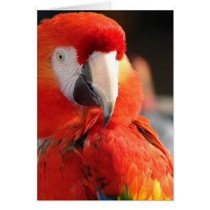 Scarlet Macaw