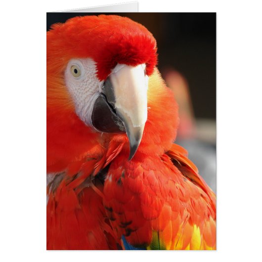 Scarlet Macaw (Voorkant)