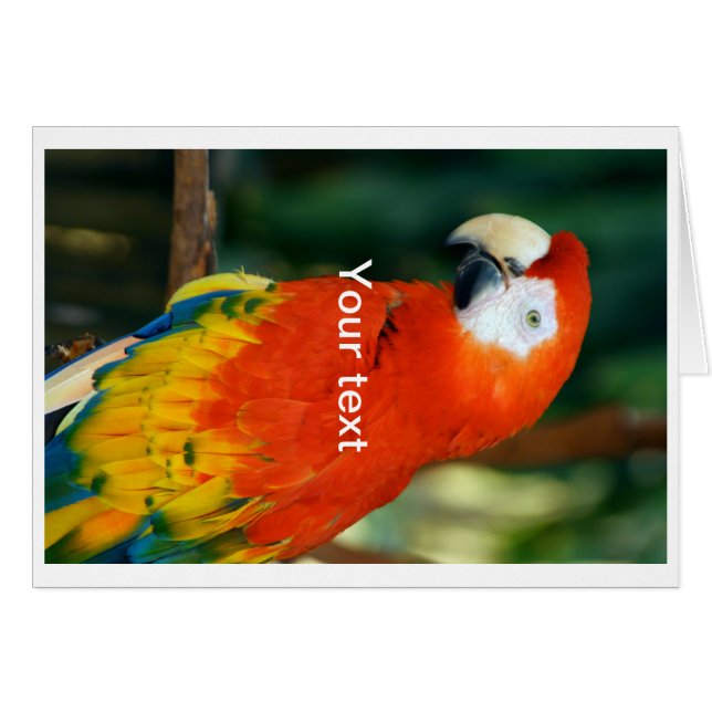 Scarlet Macaw (Voorkant Horizontaal)