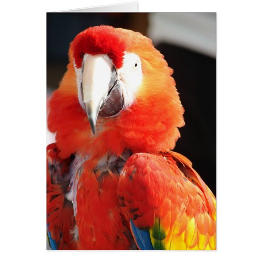 Scarlet Macaw (Voorkant)
