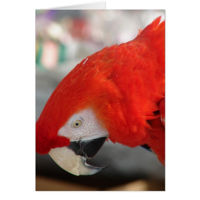 Scarlet Macaw (Voorkant)