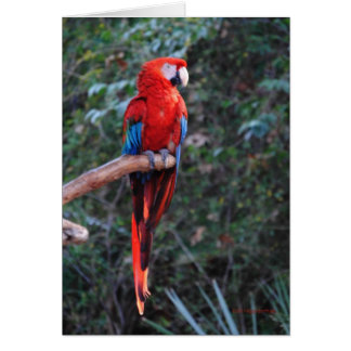 Scarlet Macaw